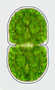 Cosmarium quadratum